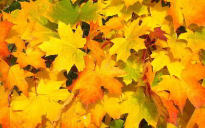 6 Ideen, Herbstlaub im Garten sinnvoll nutzen