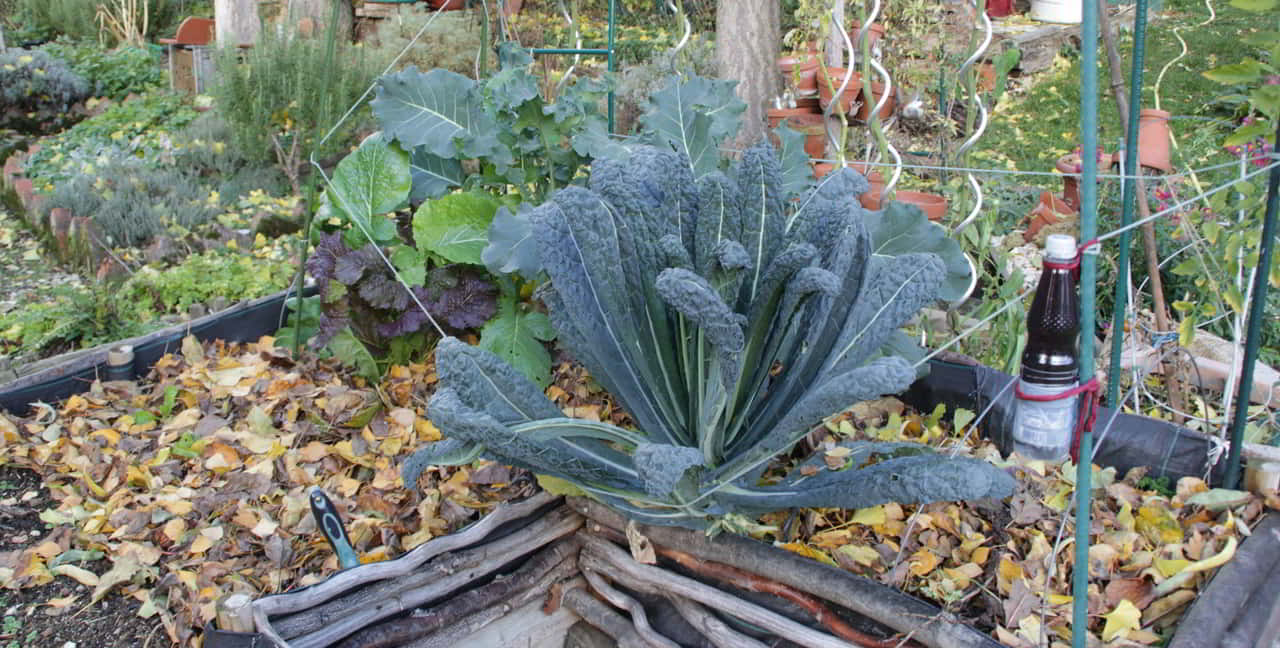 herbstlaub-im-hochbeet Herbstlaub im hochbeet